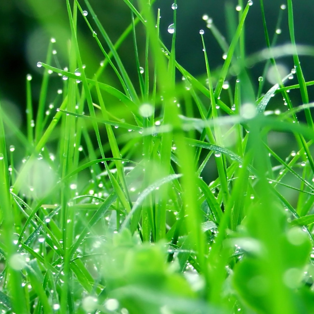 Капли воды на зеленой траве