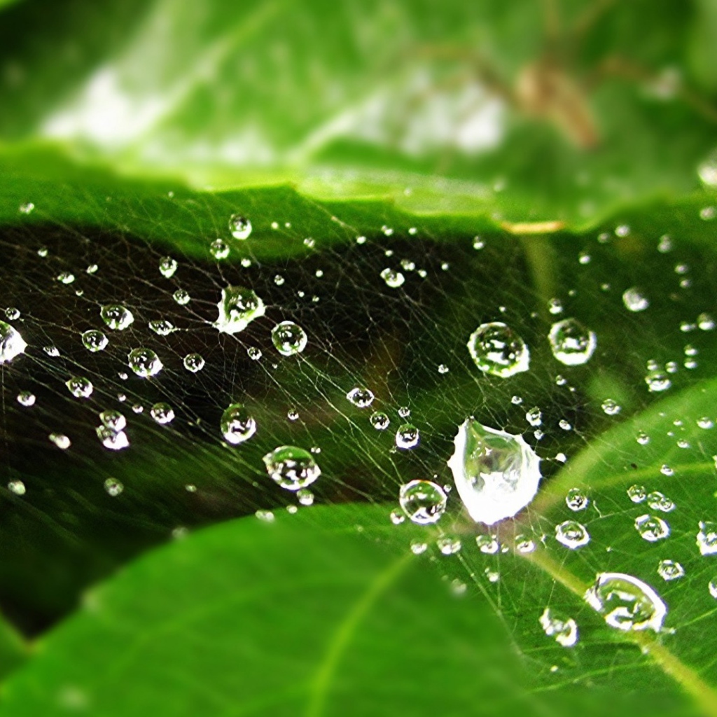 Мокрая паутина на зеленом листе