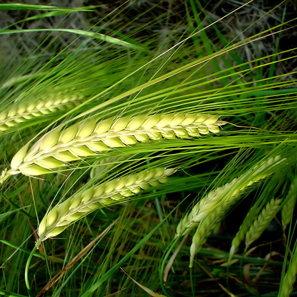 Колосья пшеницы на стеблях