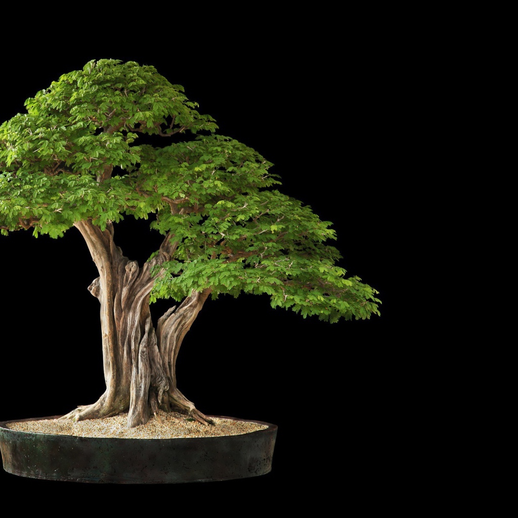 Белое дерево бонсай