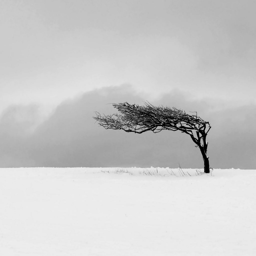 Ветер искривил дерево