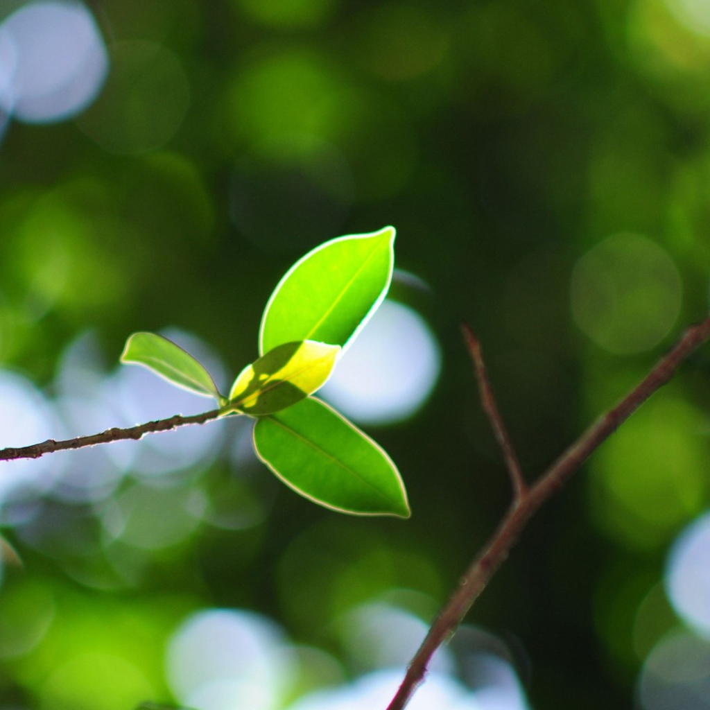 Молодая ветка на стволе дерева