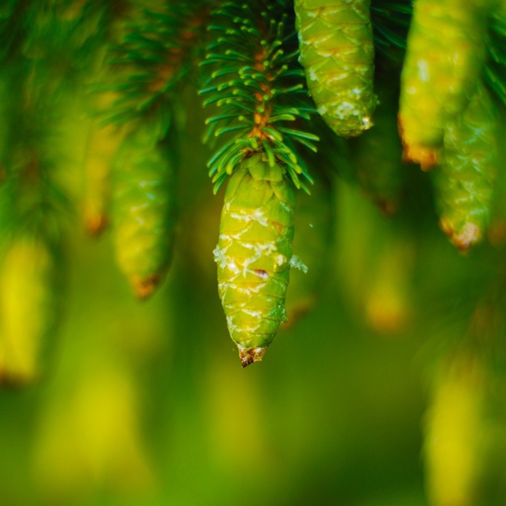 Молодые шишки на хвойном дереве