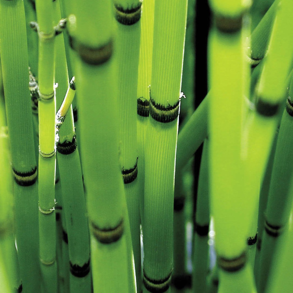 Молодые стебли зеленого бамбука