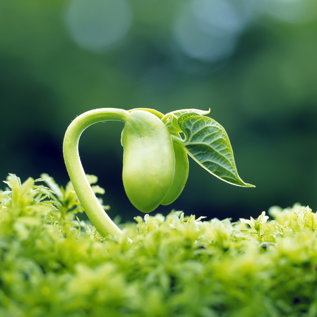 Молодой зеленый росток тянется к свету