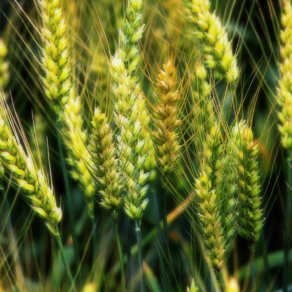 Молодые зеленые колоски пшеницы