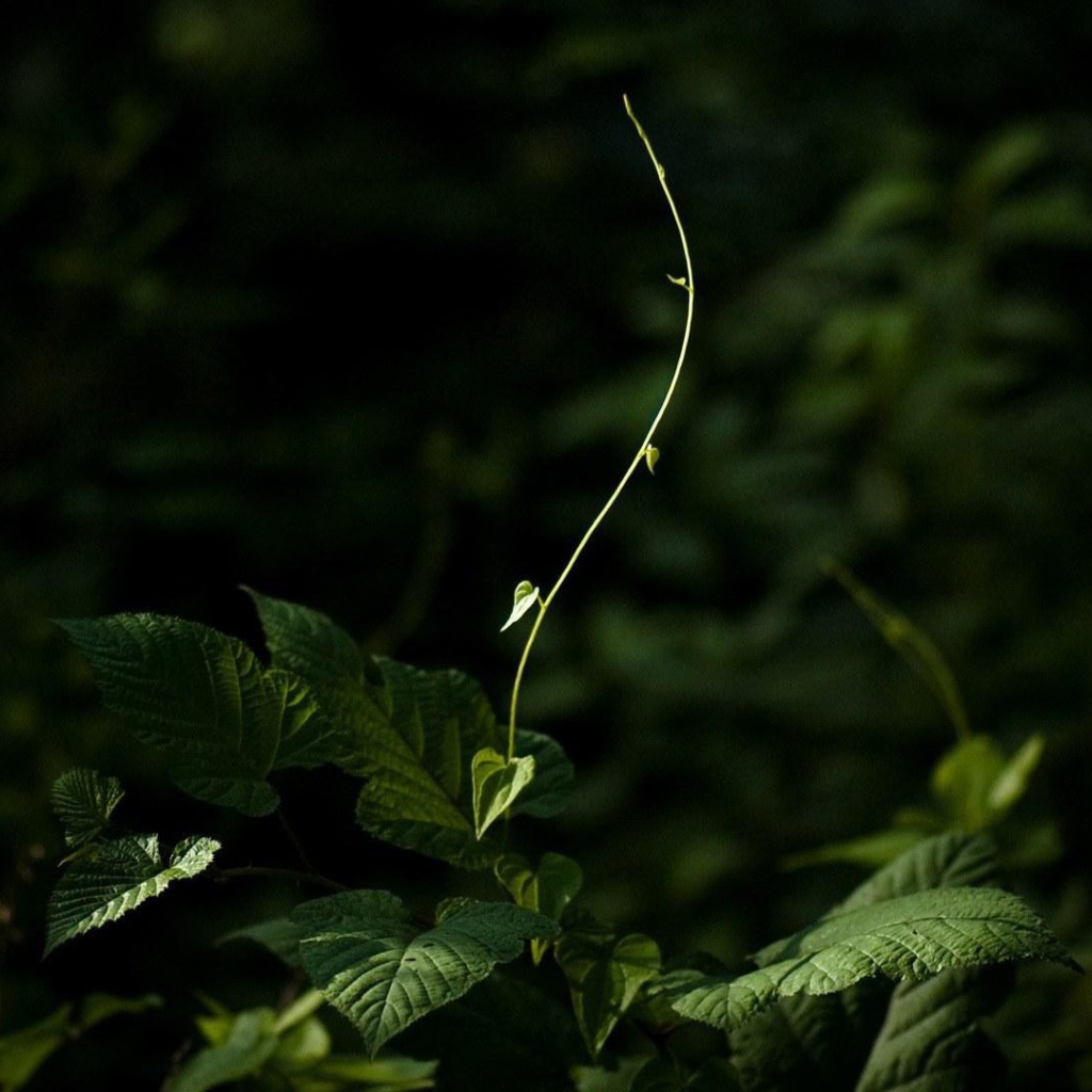 Молодой росток тянется к свету