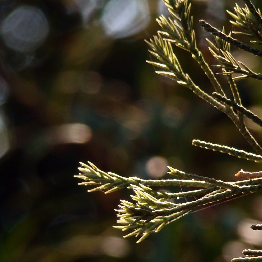 Молодые ростки в лучах яркого солнца