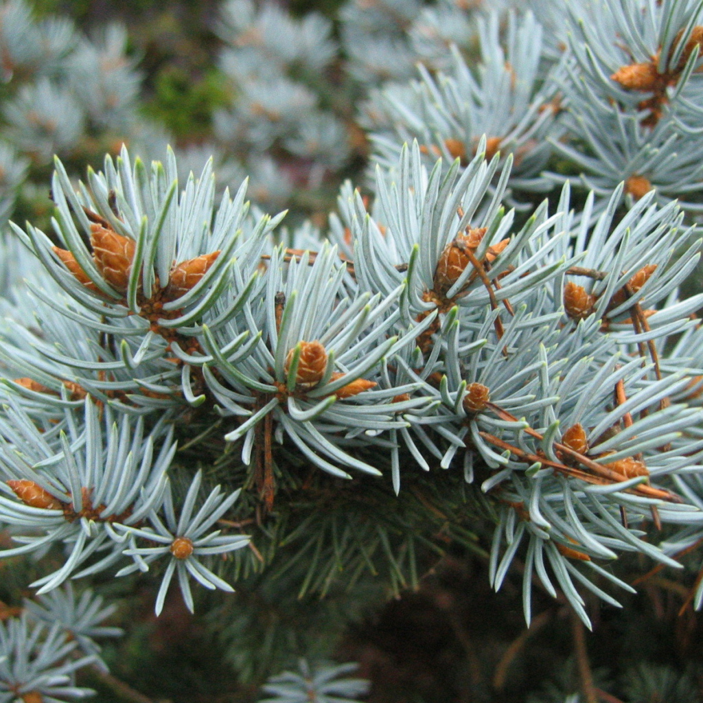 Ветки хвойного дерева