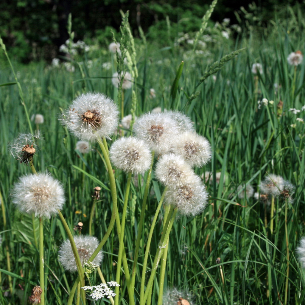 Одуванчики отцвели