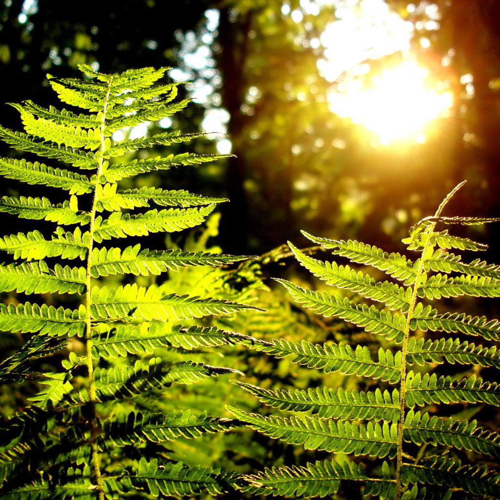 Листья папоротника на солнце
