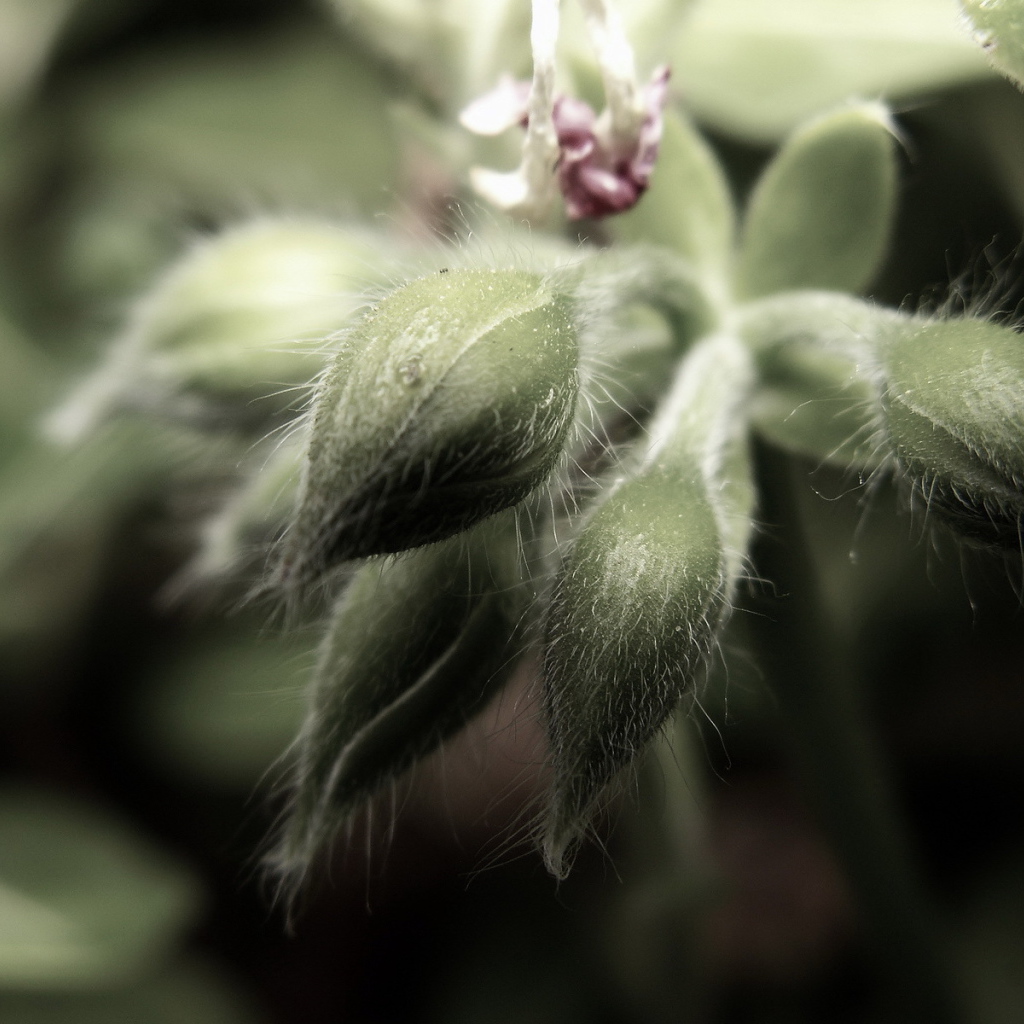 Пушистые бутоны цветков