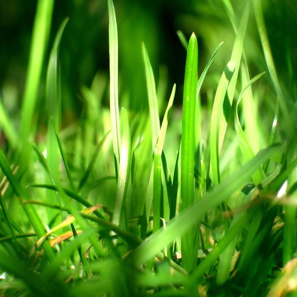 Зеленая трава в лучах солнца