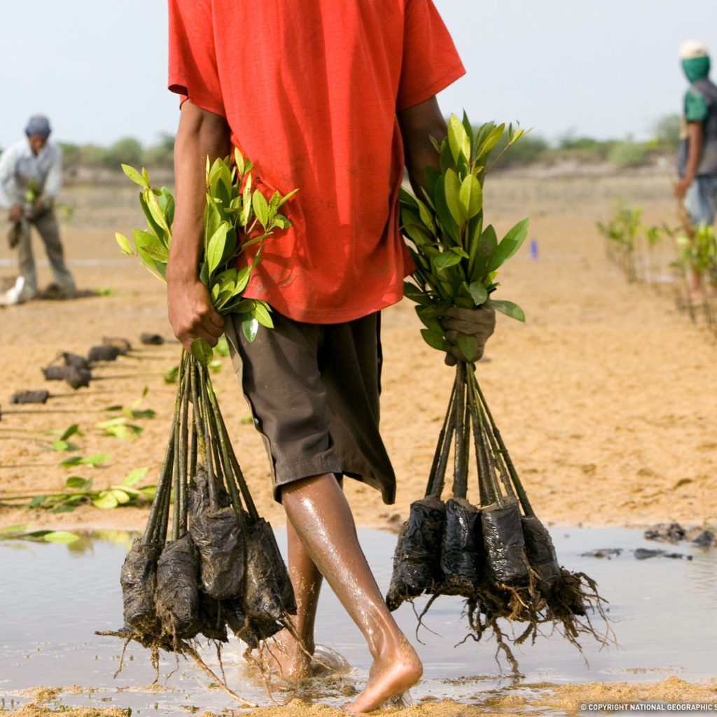 Человек несет саженцы
