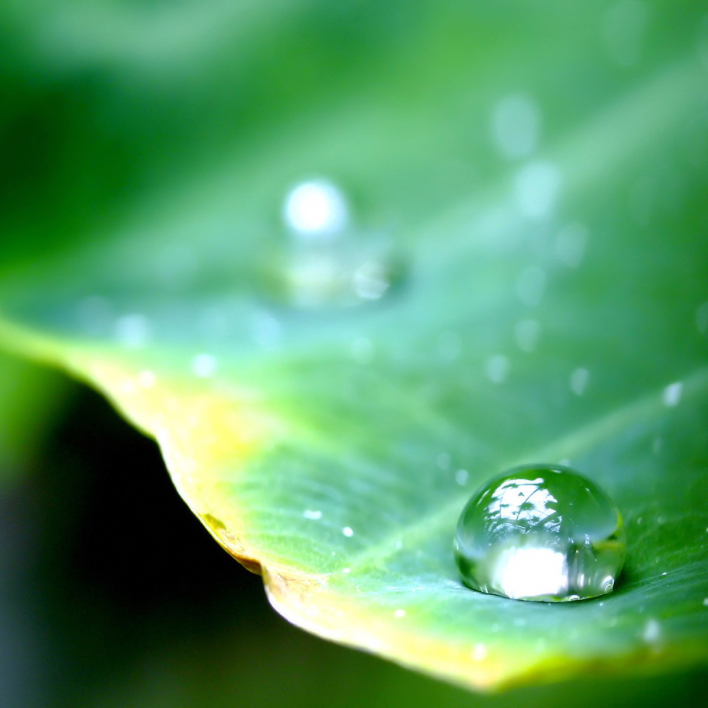 Круглая капля на листе