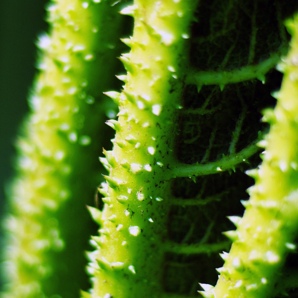 Стебли с колючками