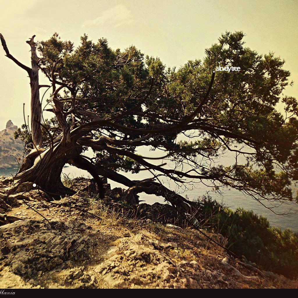 Дерево на вершине горы