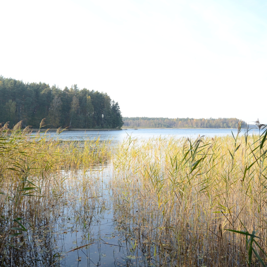 Поросшая болотистая местность