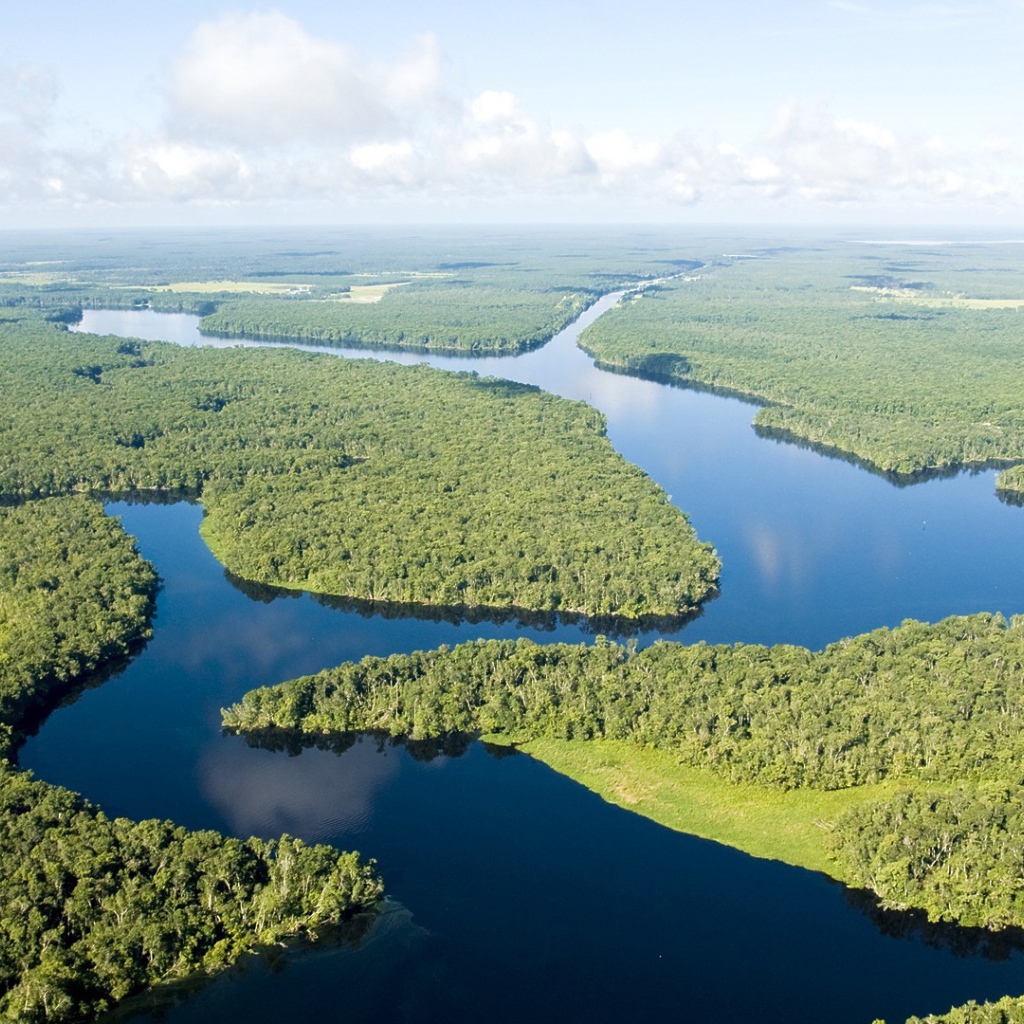 Dense forests on the Amazon River