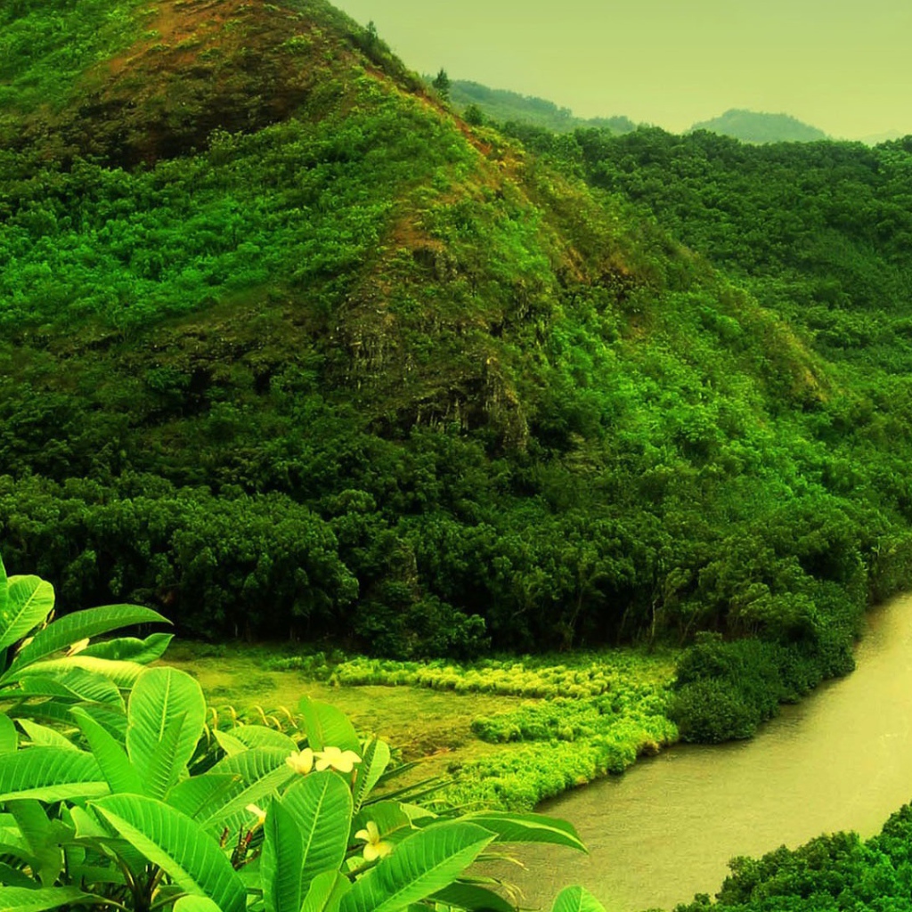 Мутная река в джунглях