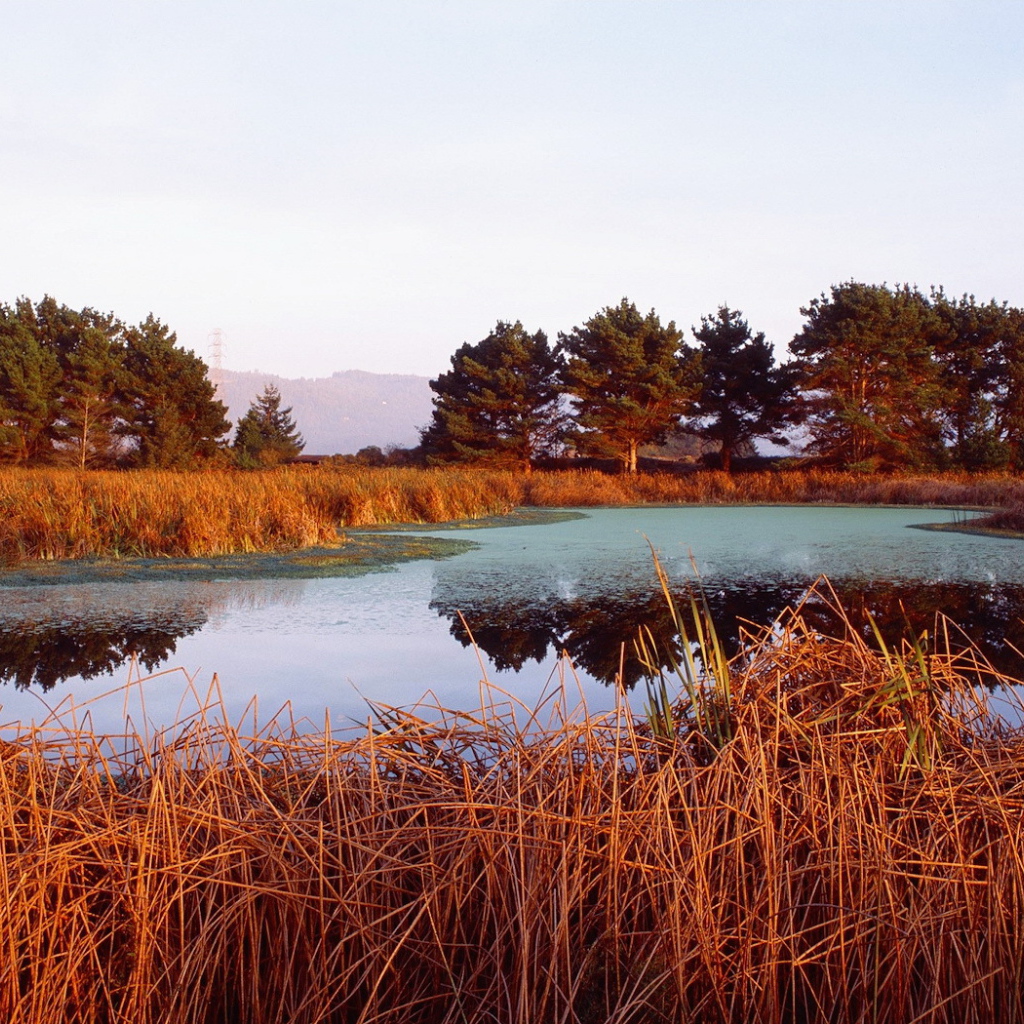 Red grass lake