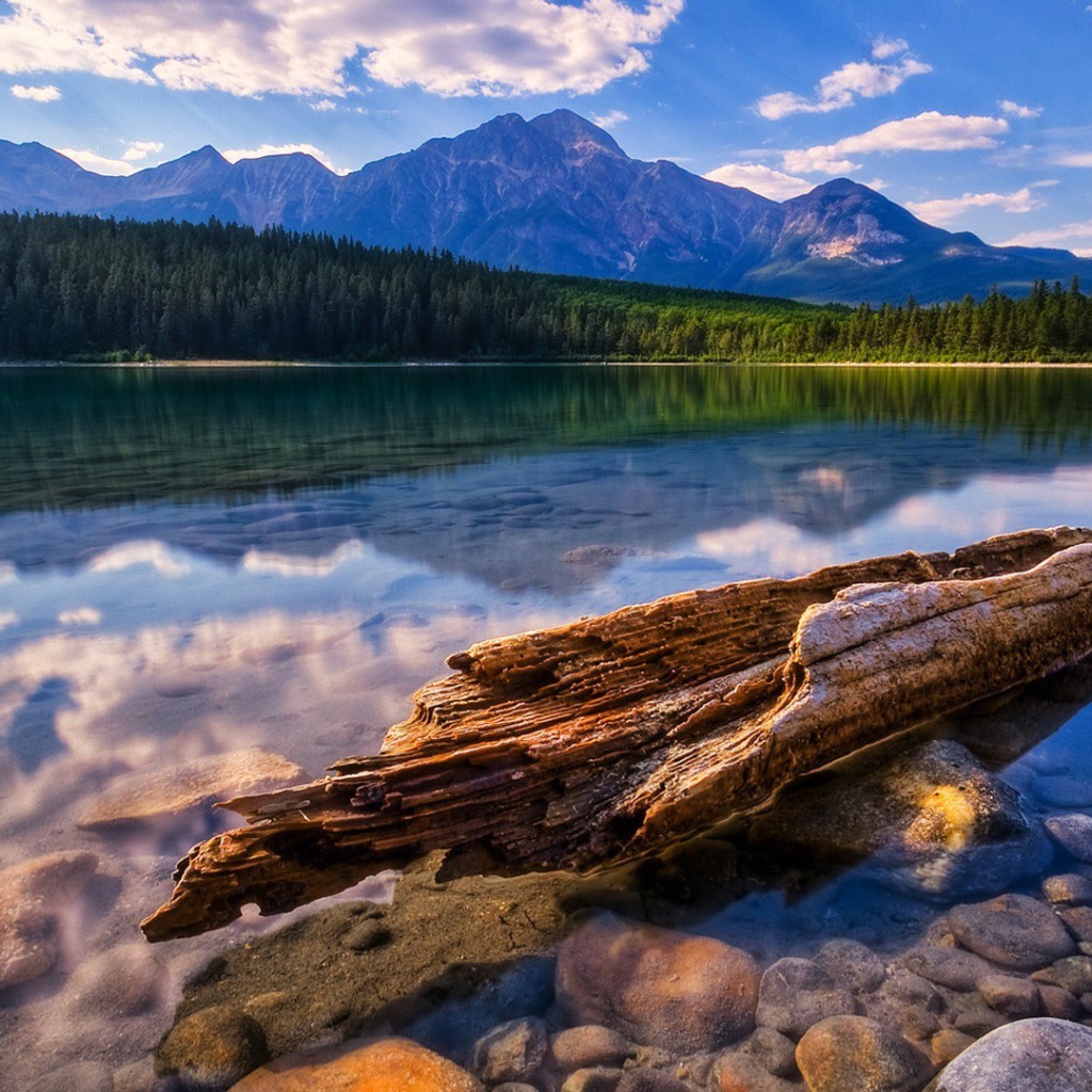 Остатки дерева у берега озера