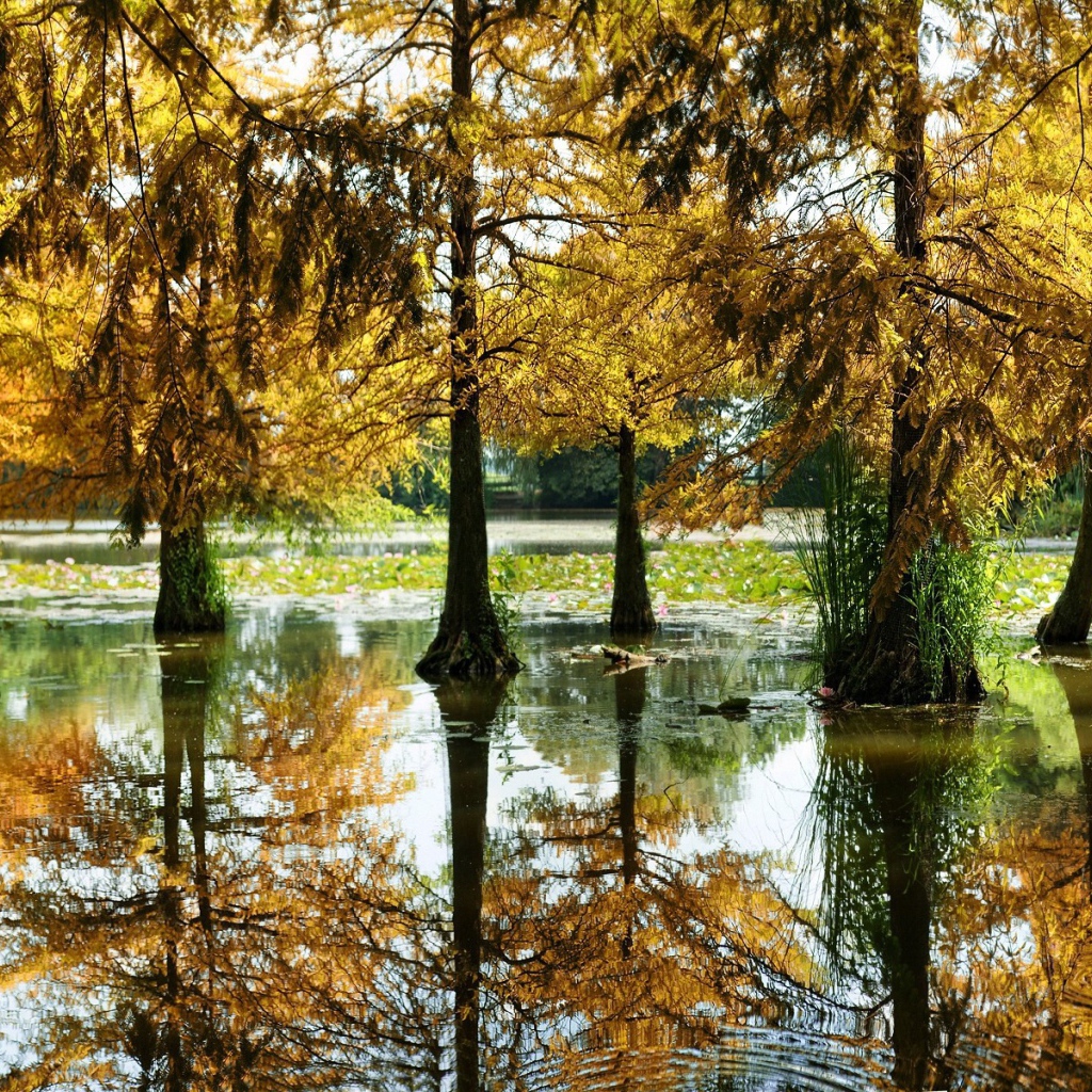 Разлившаяся река подтопила деревья