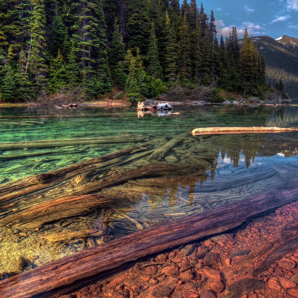Стволы деревьев на дне прозрачной реки в горах