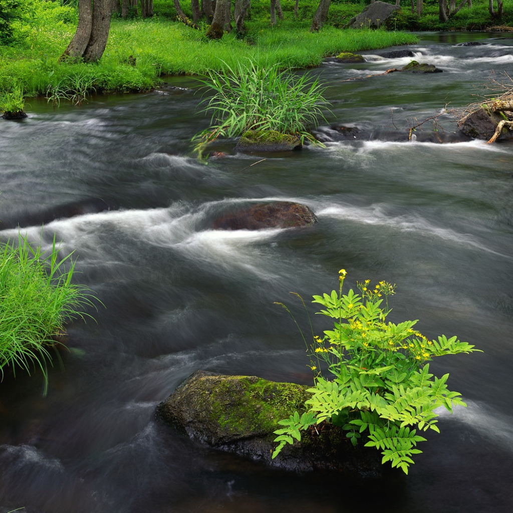 Растительность на берегу реки