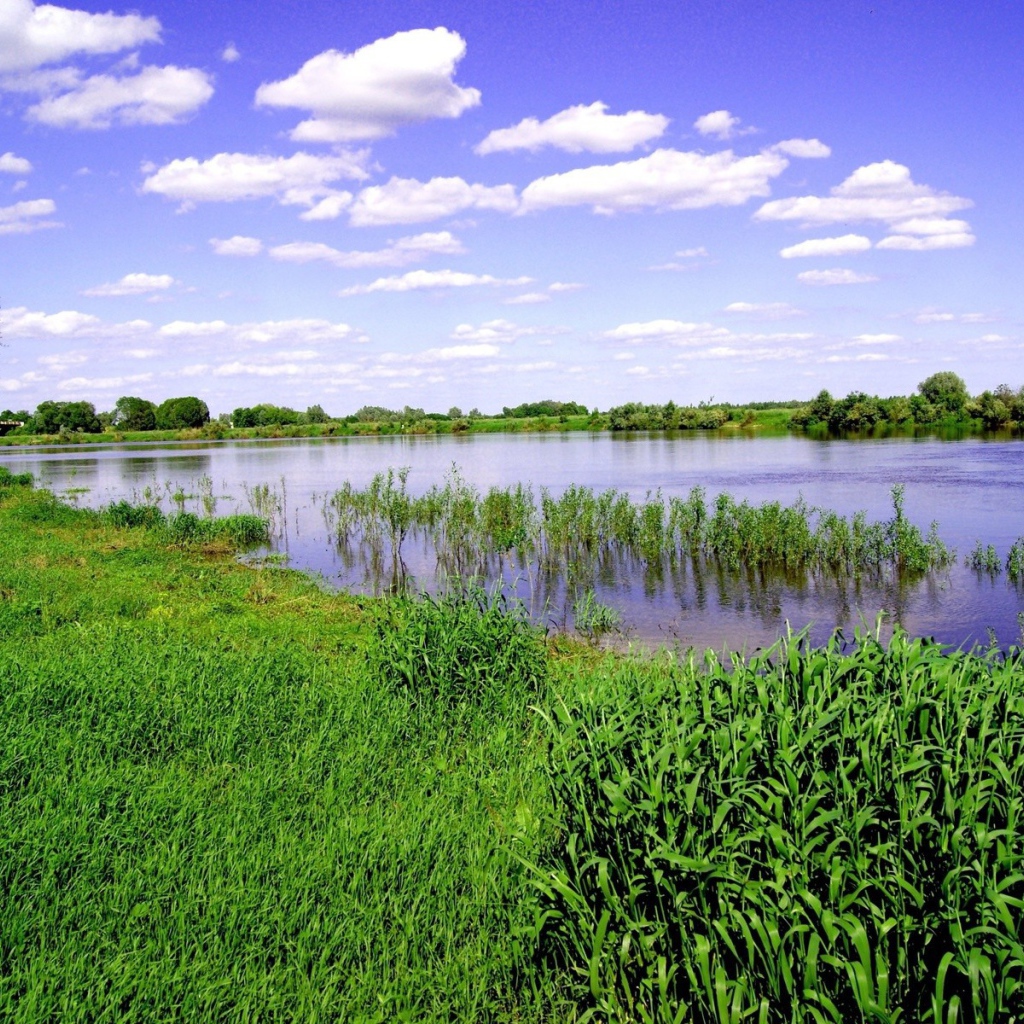 Заливной луг на берегу реки
