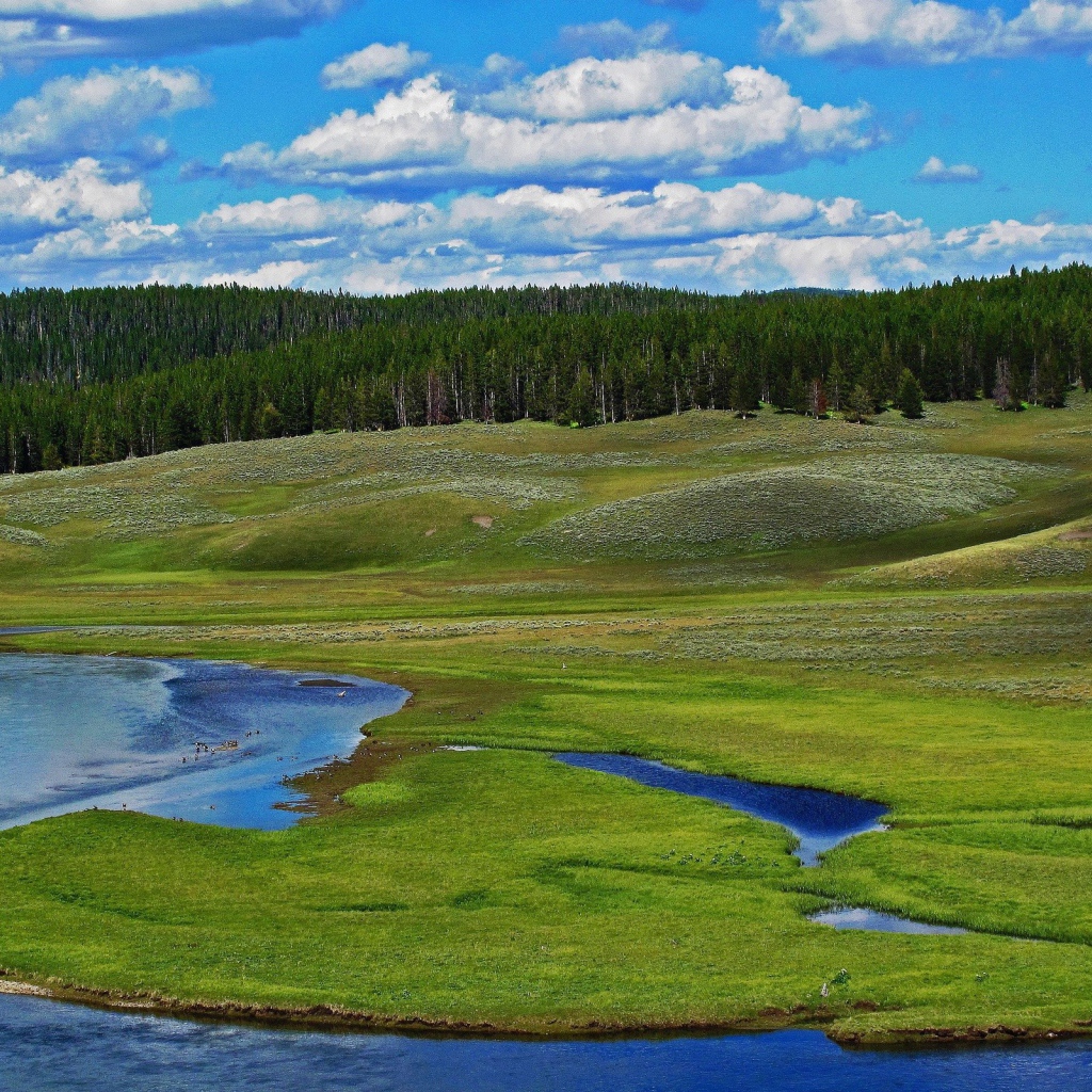 Заболоченный берег реки