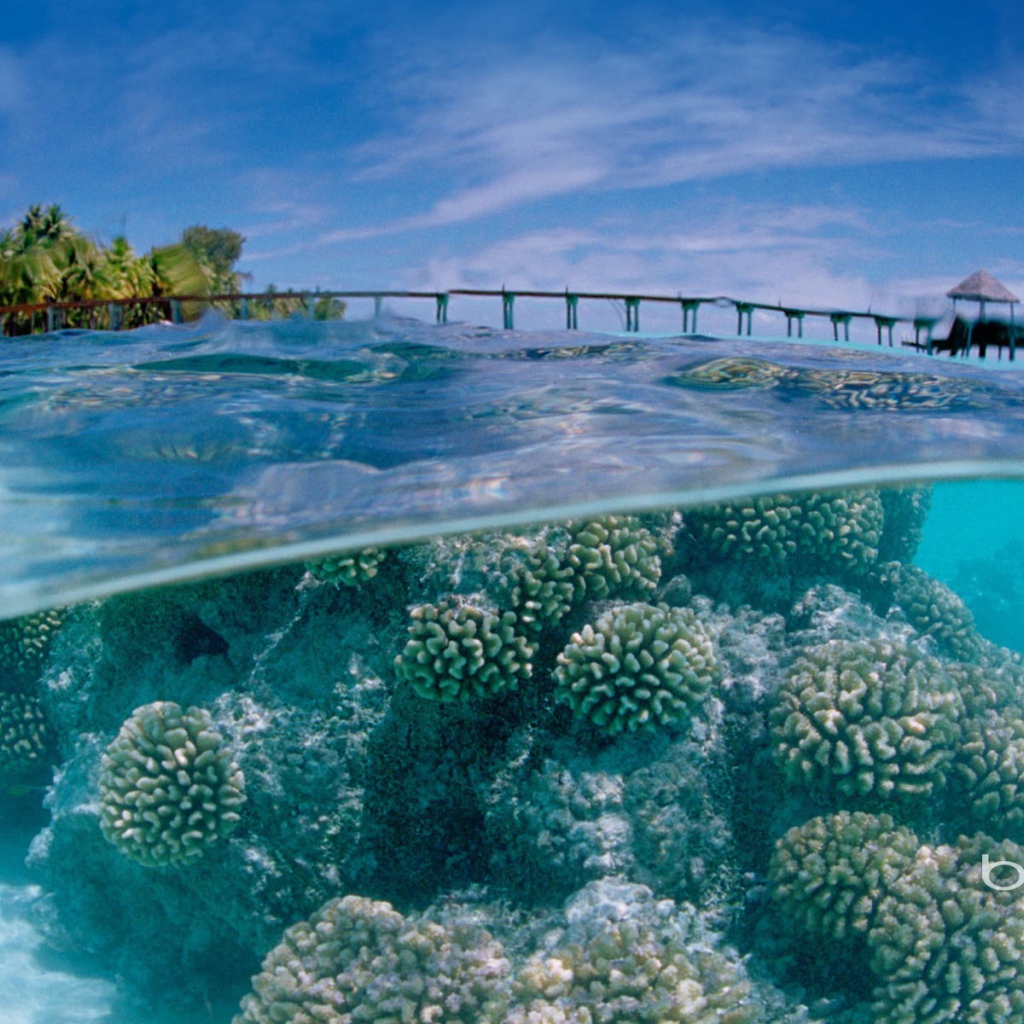 Подводный мир у тропического острова