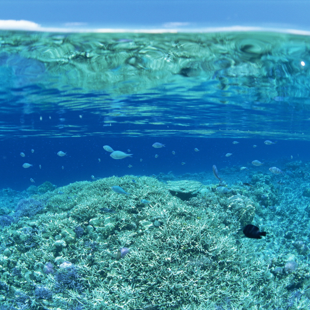 Прозрачная вода на коралловом рифе