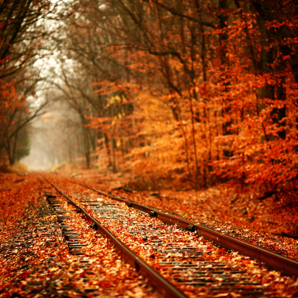 Железная дорога в желтом лесу