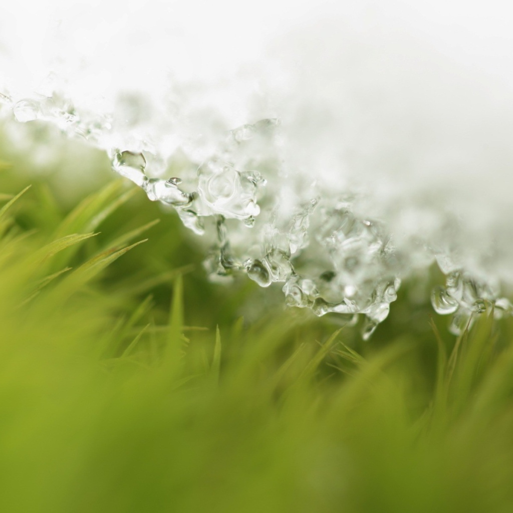 Трава под весенним снегом