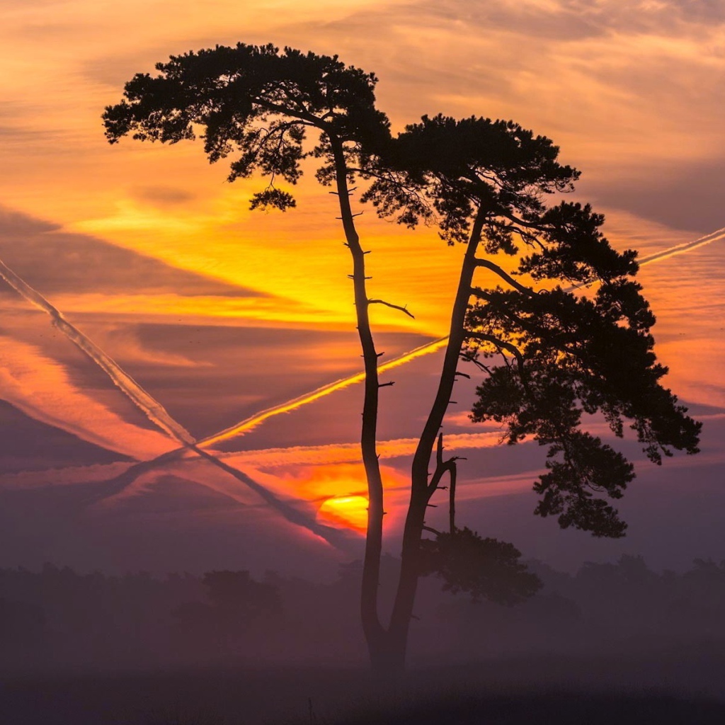 Дерево на фоне заката и следов самолета в небе