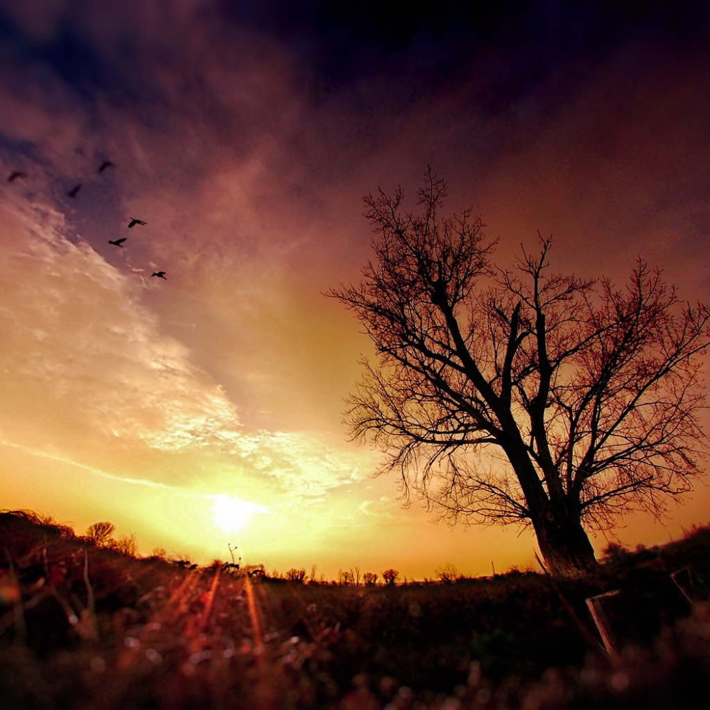 Птицы в облаках на закате