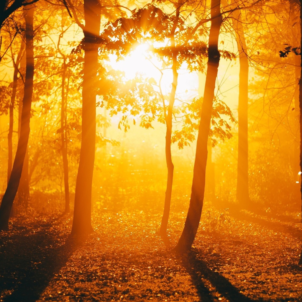 Огненный закат в осеннем лесу