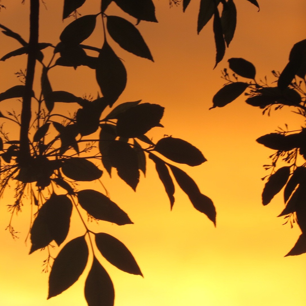 Листья на фоне оранжевого неба