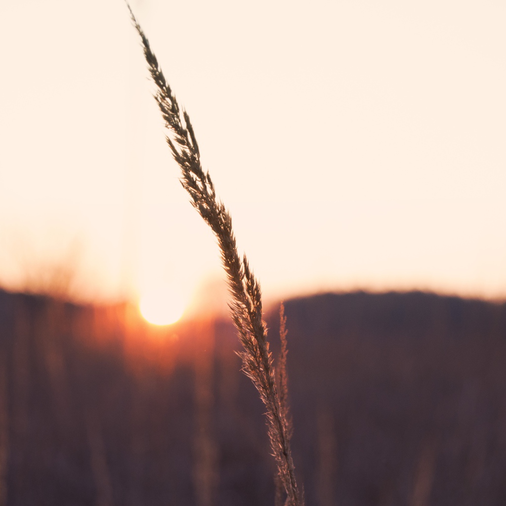 Одинокий колосок на фоне заката