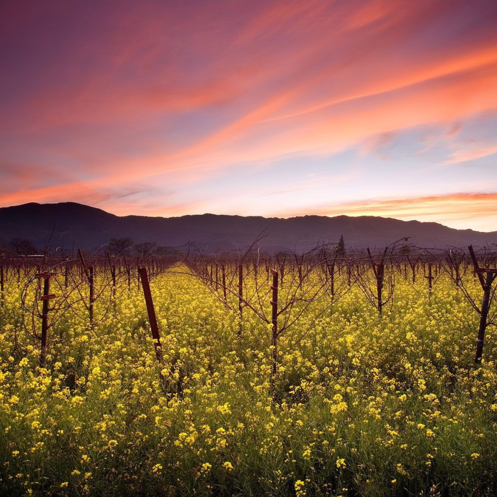 Красные облака над садом