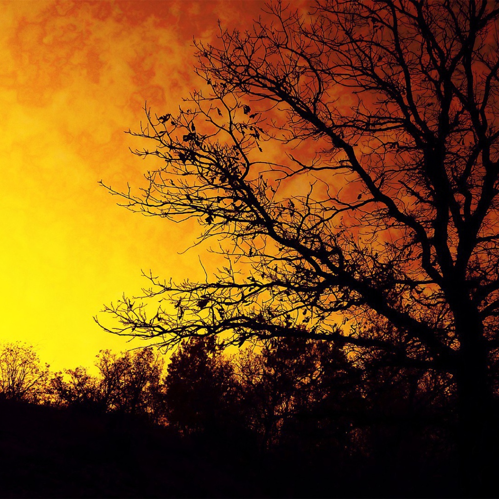 Силуэт осеннего дерева на фоне оранжевого неба