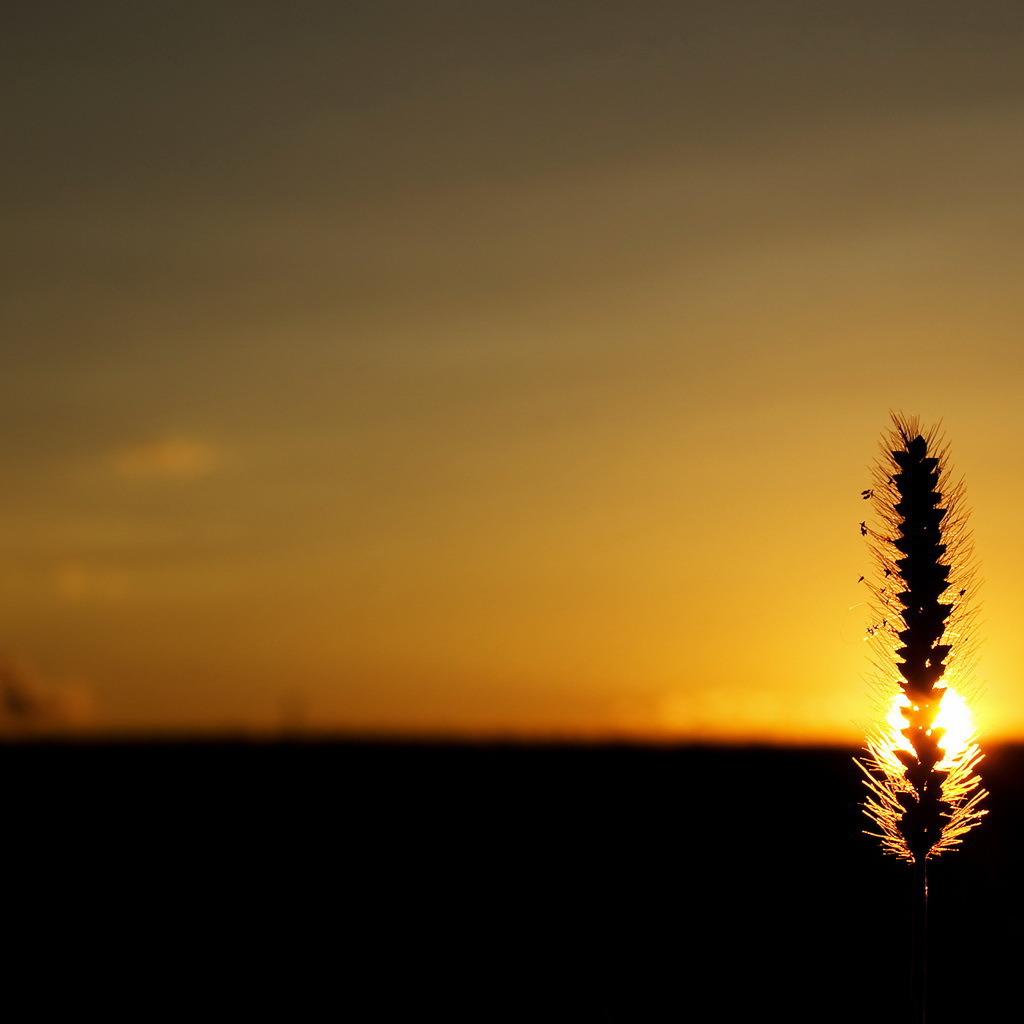 Колосок на закате