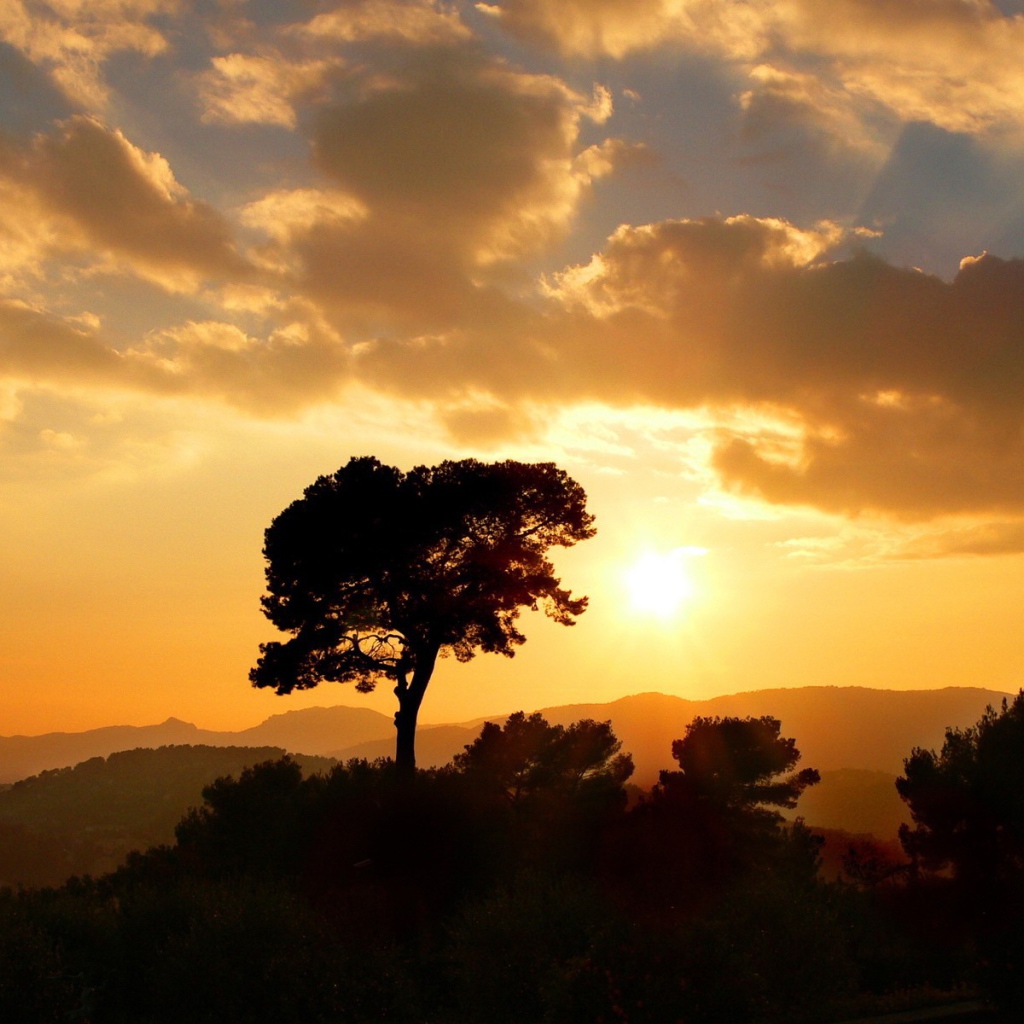 Дерево на фоне оранжевых облаков