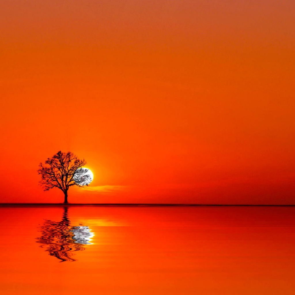 Дерево на закате между водой и небом