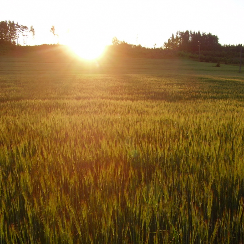 Солнце заходит за холм