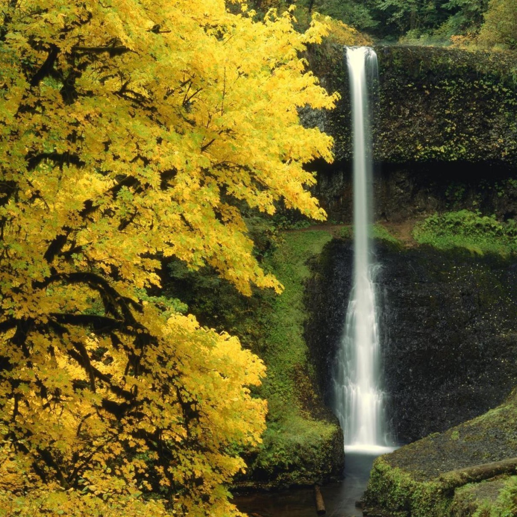 Маленький водопад в лесной чаще