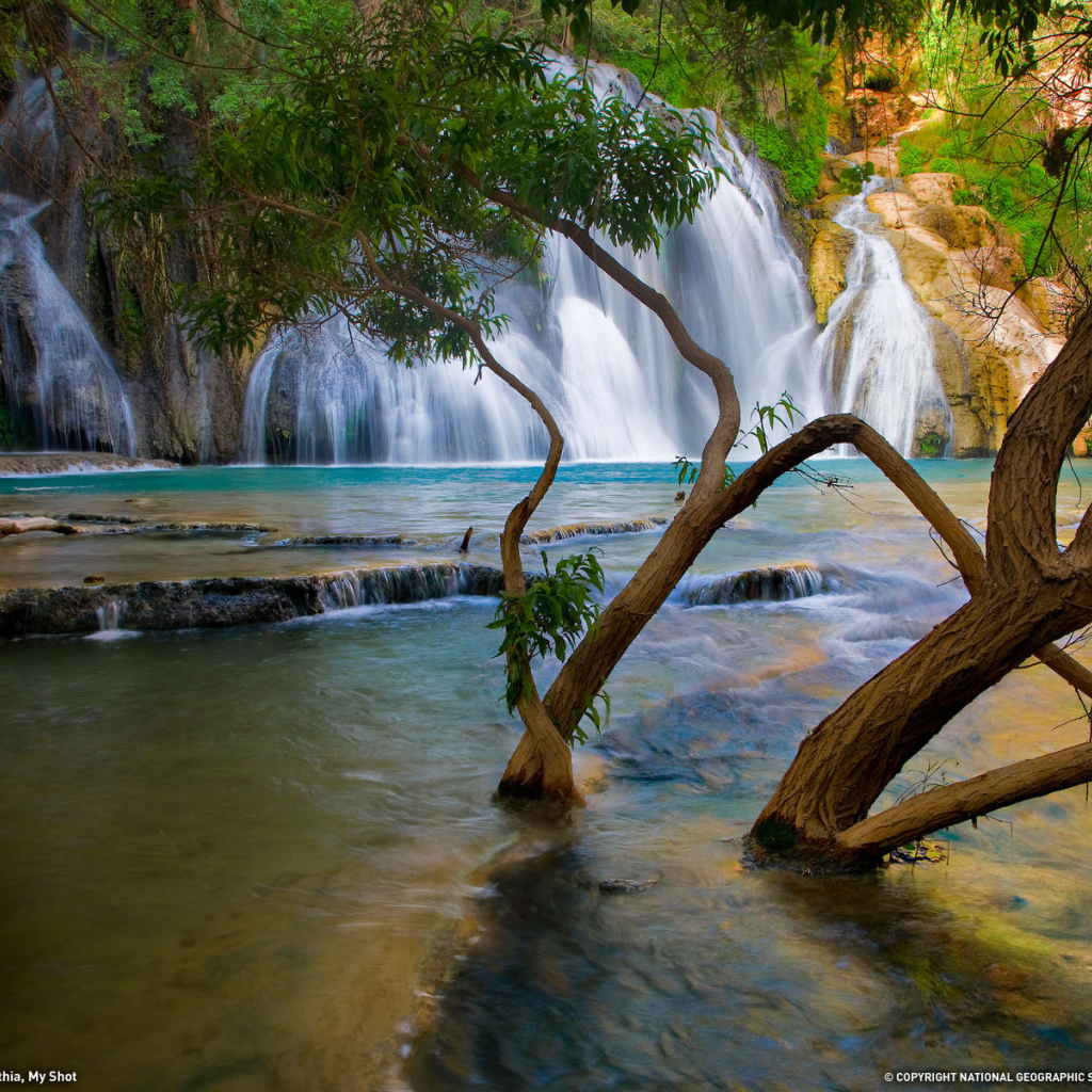 Деревья растут в реке