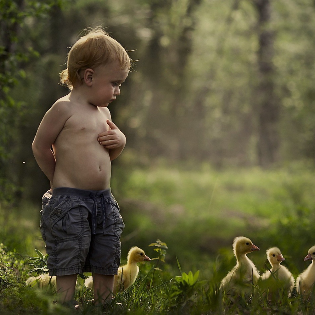 Мальчик гуляет среди утят