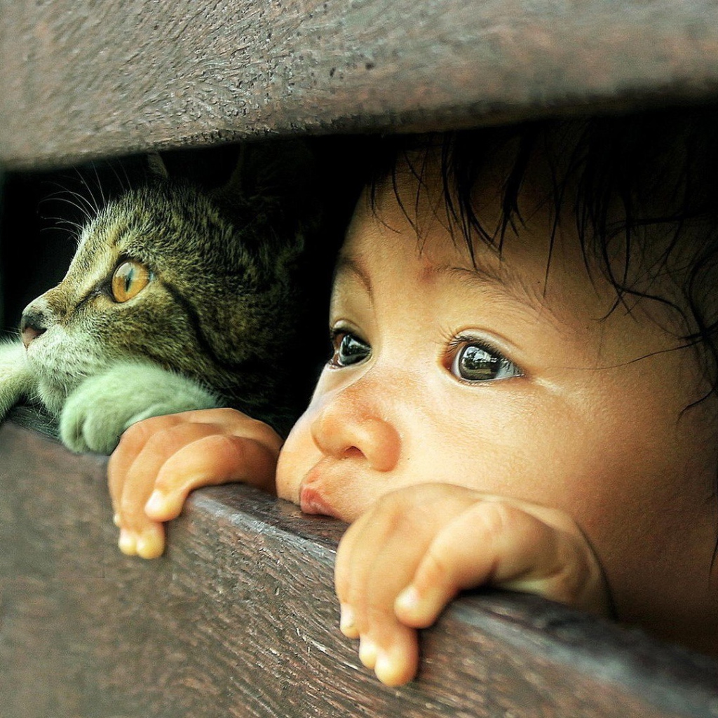 Любознательные кот и малыш